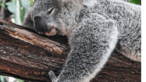 コアラが寝ている姿